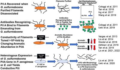 On the Existence of Pilin-Based Microbial Nanowires